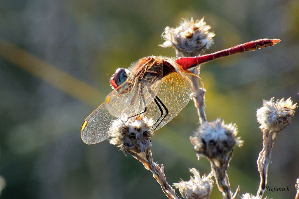 Libellula